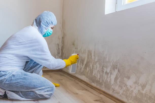 Licensed Attic Mold Remediation service in Totowa, NJ - Car Mold Remediation