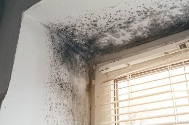Affordable Attic Mold Remediation solutions in Totowa, NJ